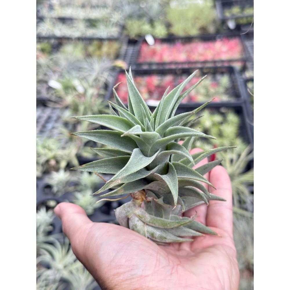 幸福貓「赤兔」 空氣鳳梨／空鳳（新手五星推薦入門款/植物/地表最強/送禮小物/交換小物/婚禮小物）-細節圖2