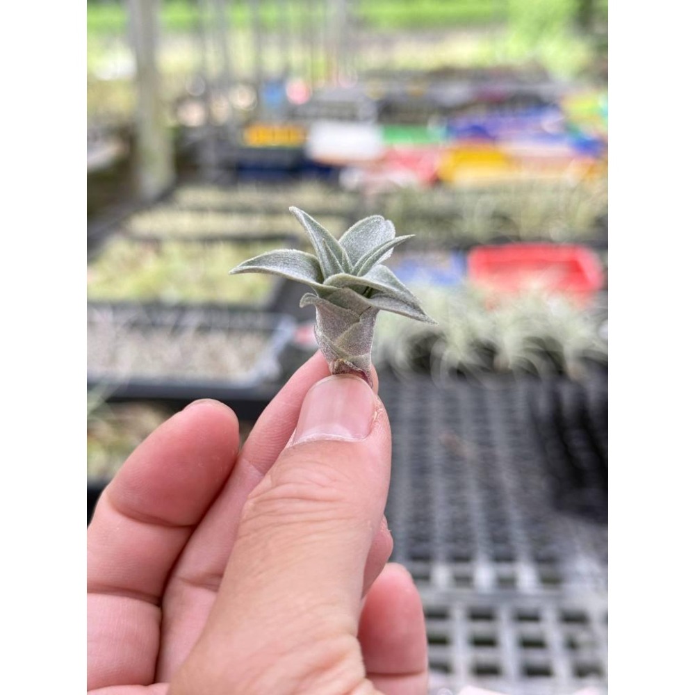 幸福貓「赤兔」 空氣鳳梨／空鳳（新手五星推薦入門款/植物/地表最強/送禮小物/交換小物/婚禮小物）-細節圖4