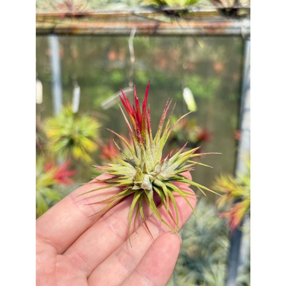 幸福貓「福果小精靈」 空氣鳳梨／空鳳（新手五星推薦入門款/植物/地表最強/送禮小物/交換小物/婚禮小物）-細節圖2