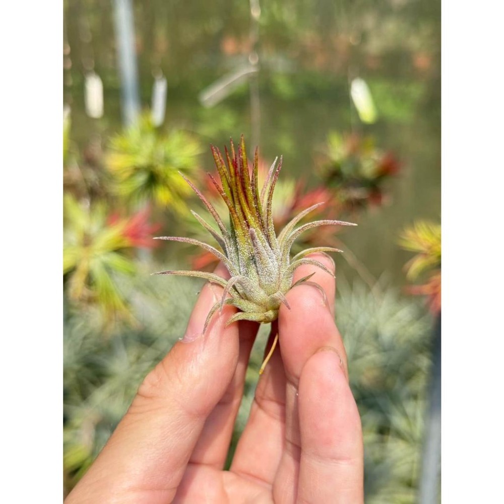 幸福貓「福果小精靈」 空氣鳳梨／空鳳（新手五星推薦入門款/植物/地表最強/送禮小物/交換小物/婚禮小物）-細節圖3