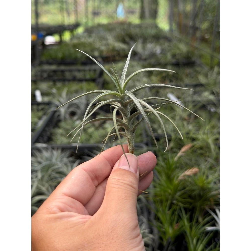 幸福貓「伊莎貝爾」 空氣鳳梨／空鳳（新手五星推薦入門款/植物/地表最強/送禮小物/交換小物/婚禮小物）-細節圖2