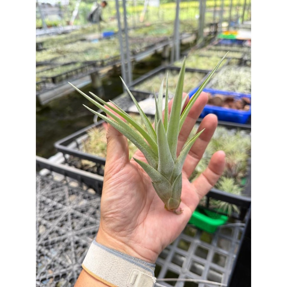 幸福貓「貝可利x空可樂」 空氣鳳梨／空鳳（新手五星推薦入門款/植物/地表最強/送禮小物/交換小物/婚禮小物）-細節圖2