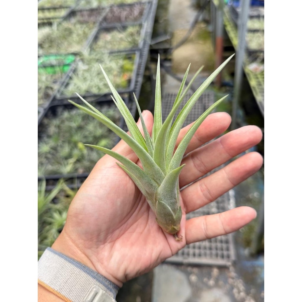 幸福貓「貝可利x空可樂」 空氣鳳梨／空鳳（新手五星推薦入門款/植物/地表最強/送禮小物/交換小物/婚禮小物）-細節圖3