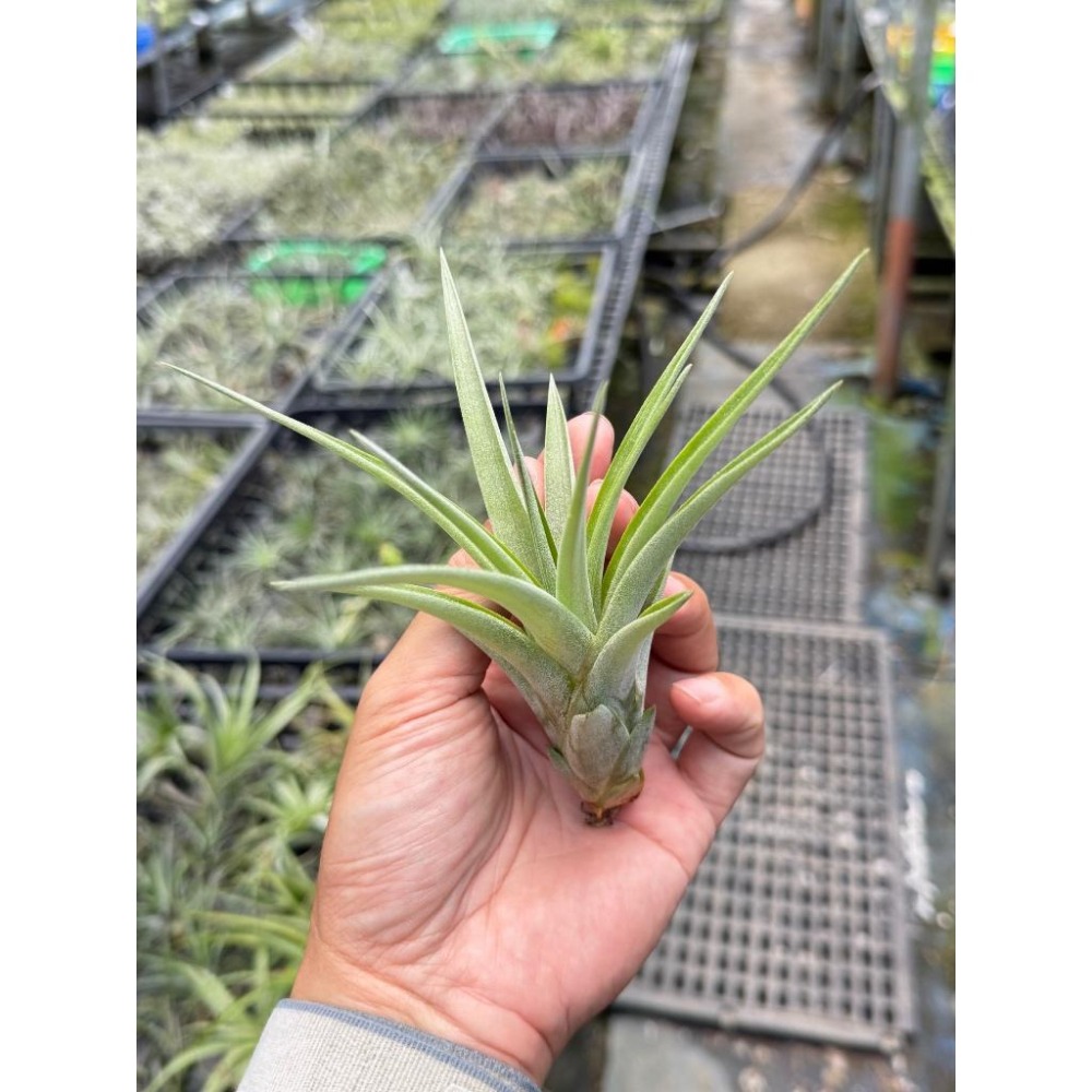 幸福貓「貝可利x空可樂」 空氣鳳梨／空鳳（新手五星推薦入門款/植物/地表最強/送禮小物/交換小物/婚禮小物）-細節圖4