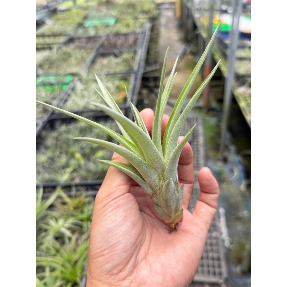 幸福貓「貝可利x空可樂」 空氣鳳梨／空鳳（新手五星推薦入門款/植物/地表最強/送禮小物/交換小物/婚禮小物）-細節圖5