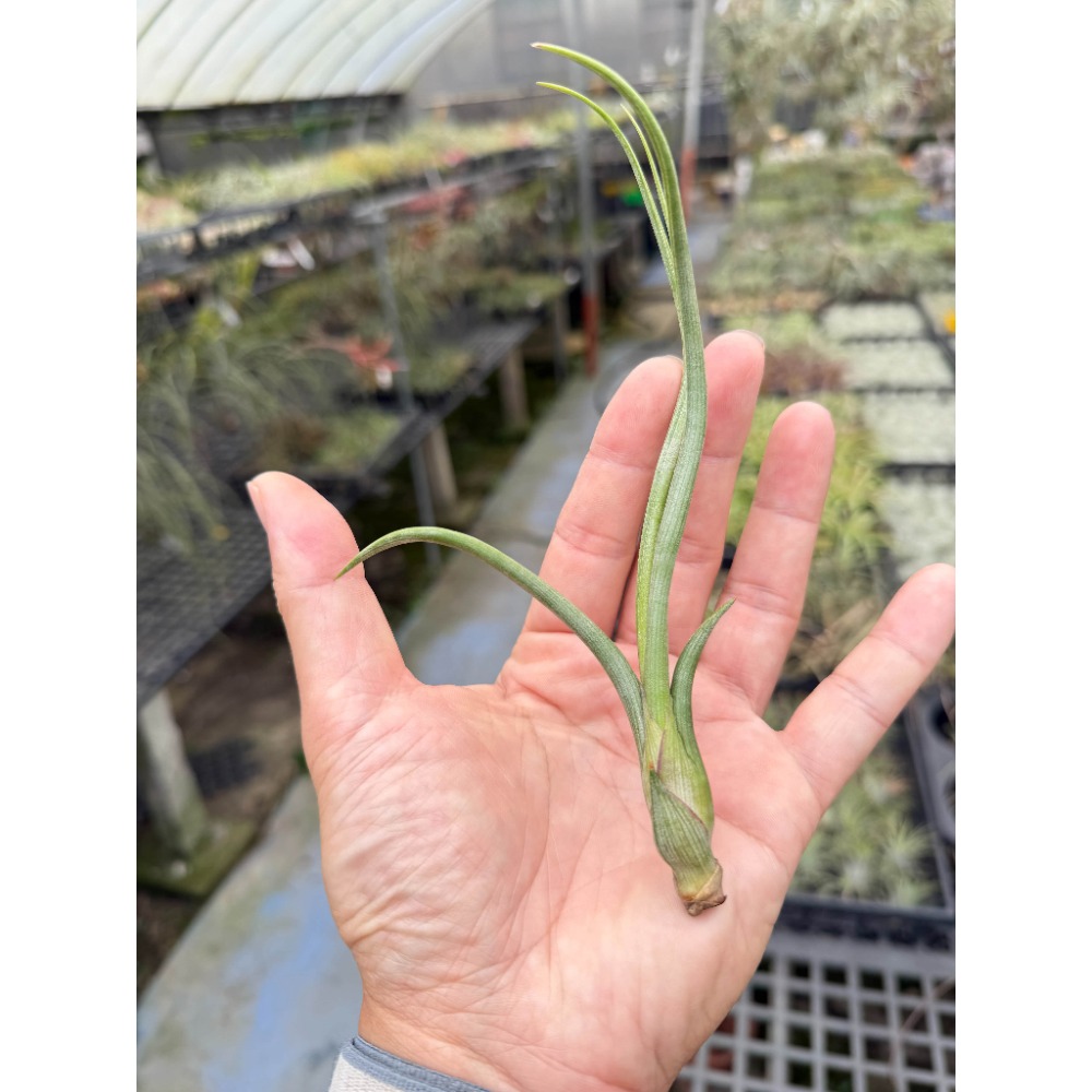 幸福貓「大天堂」 空氣鳳梨／空鳳（新手五星推薦入門款/植物/地表最強/送禮小物/交換小物/婚禮小物）-規格圖3