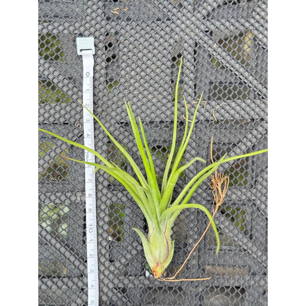 幸福貓「蜜桃小精靈x貝利藝」 空氣鳳梨／空鳳（新手五星推薦入門款/植物/地表最強/送禮小物/交換小物/婚禮小物）-細節圖2