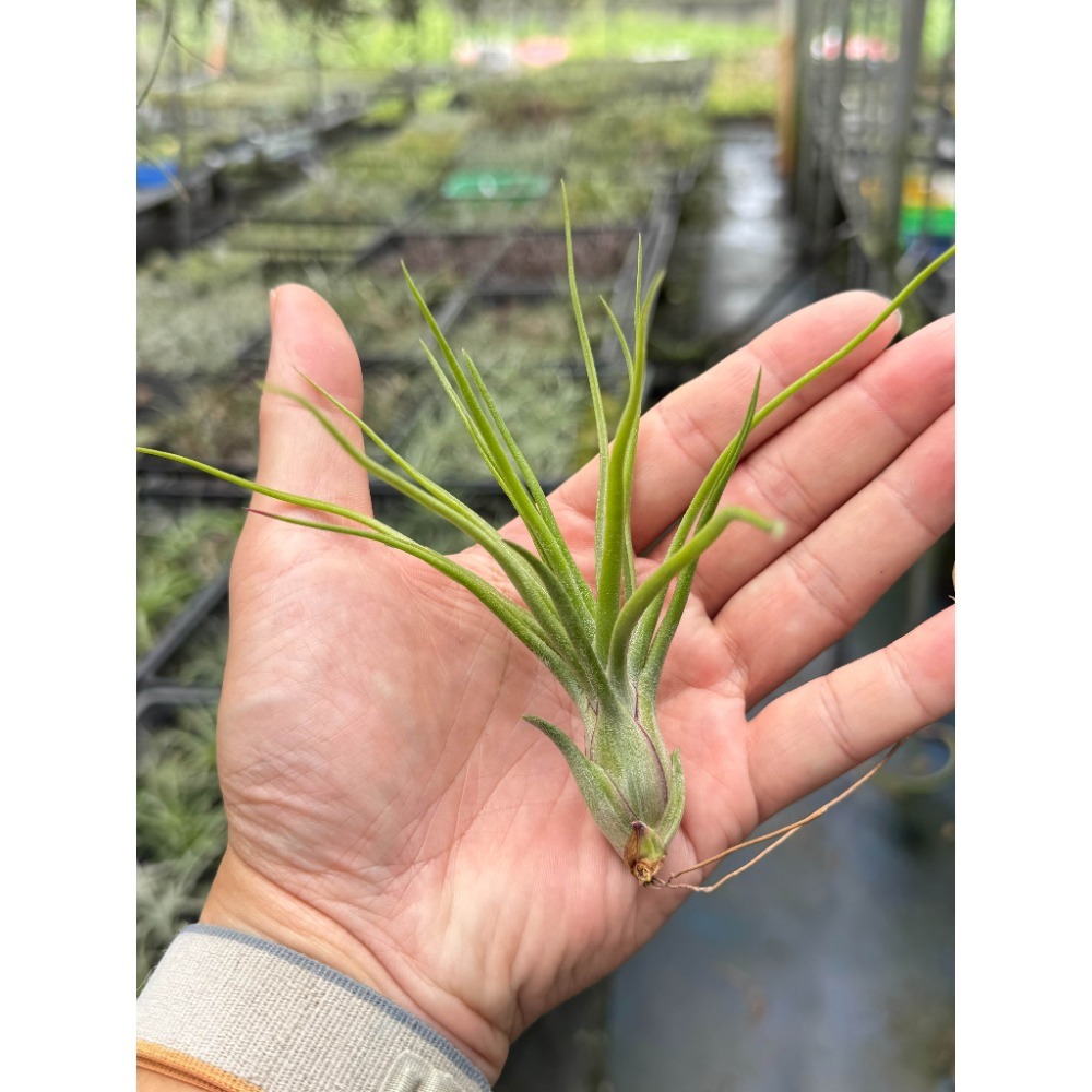 幸福貓「蜜桃小精靈x貝利藝」 空氣鳳梨／空鳳（新手五星推薦入門款/植物/地表最強/送禮小物/交換小物/婚禮小物）-規格圖4