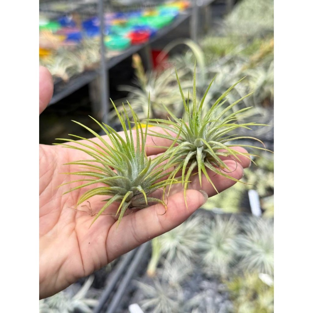 幸福貓「檸檬小精靈 」空氣鳳梨／空鳳（植物/地表最強/送禮小物/交換小物/婚禮小物）-細節圖2