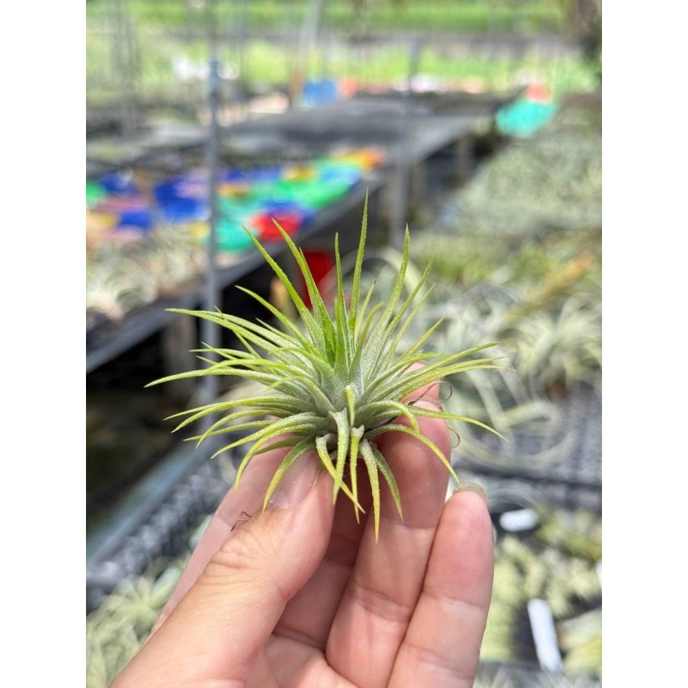 幸福貓「檸檬小精靈 」空氣鳳梨／空鳳（植物/地表最強/送禮小物/交換小物/婚禮小物）-細節圖3