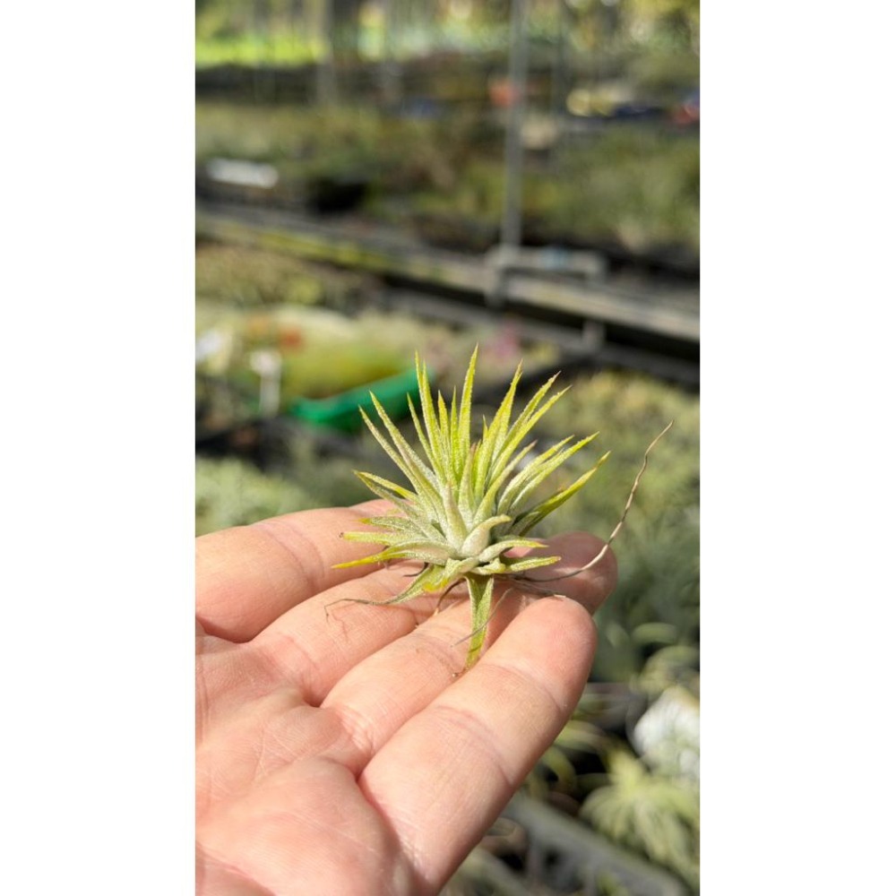 幸福貓「檸檬小精靈 」空氣鳳梨／空鳳（植物/地表最強/送禮小物/交換小物/婚禮小物）-細節圖4