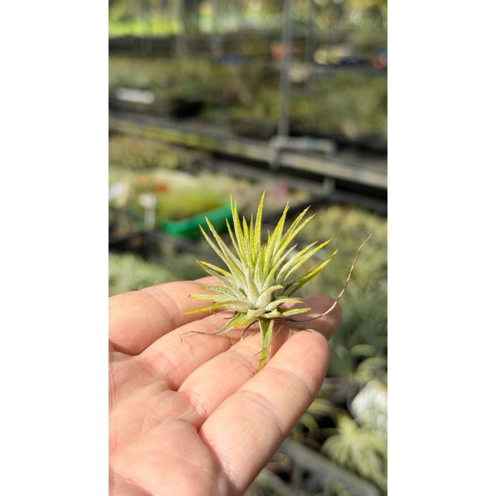 幸福貓「檸檬小精靈 」空氣鳳梨／空鳳（植物/地表最強/送禮小物/交換小物/婚禮小物）-規格圖6