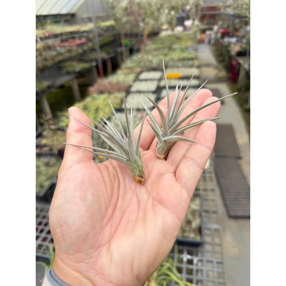 幸福貓「紫羅蘭迷你紫」 空氣鳳梨／空鳳（新手五星推薦入門款/植物/地表最強/送禮小物/交換小物/婚禮小物）-細節圖2