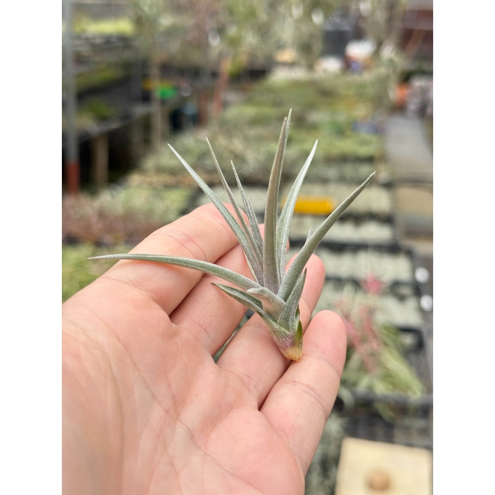 幸福貓「紫羅蘭迷你紫」 空氣鳳梨／空鳳（新手五星推薦入門款/植物/地表最強/送禮小物/交換小物/婚禮小物）-規格圖5