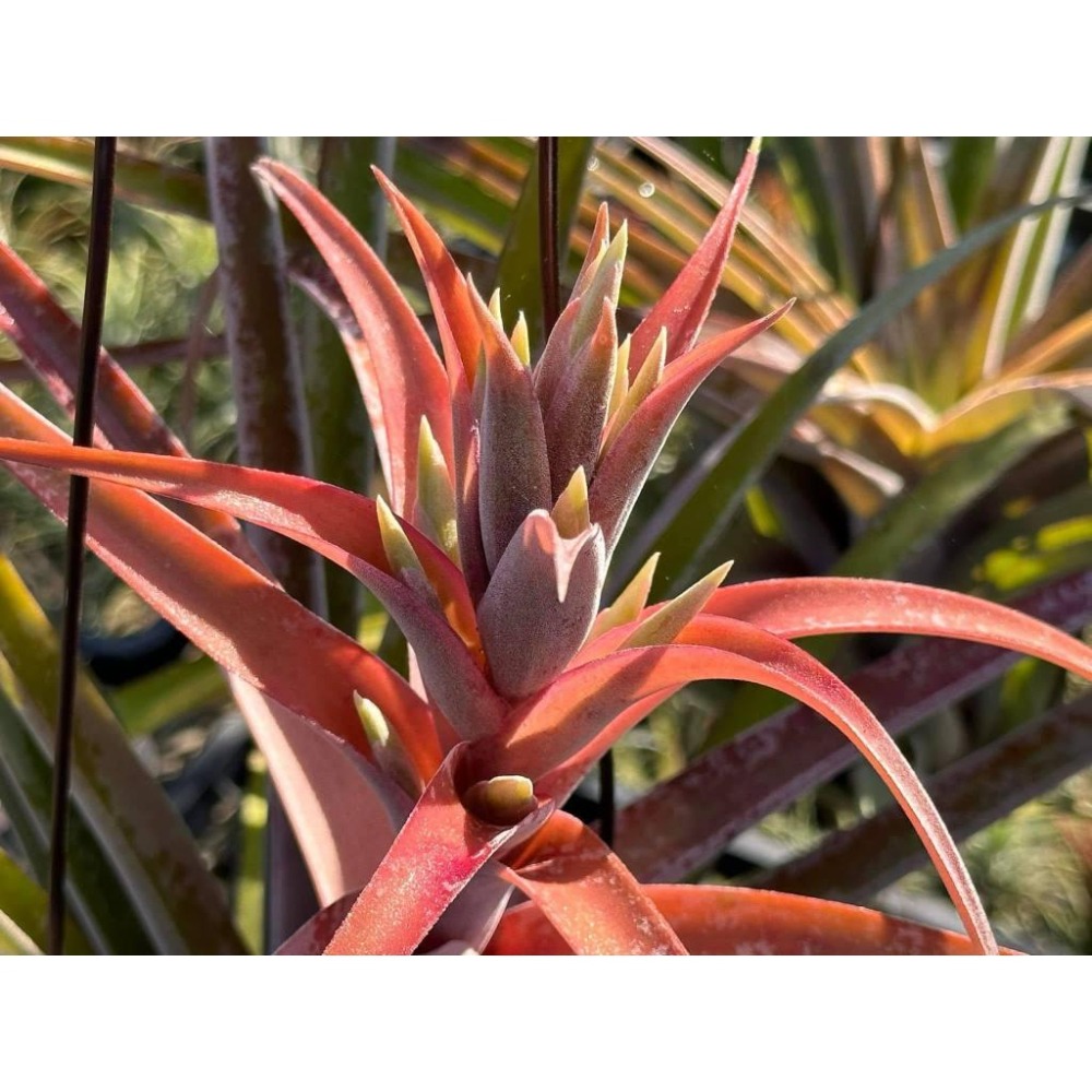 幸福貓「卡比橘x電捲」 空氣鳳梨／空鳳（新手五星推薦入門款/植物/地表最強/送禮小物/交換小物/婚禮小物）-細節圖2