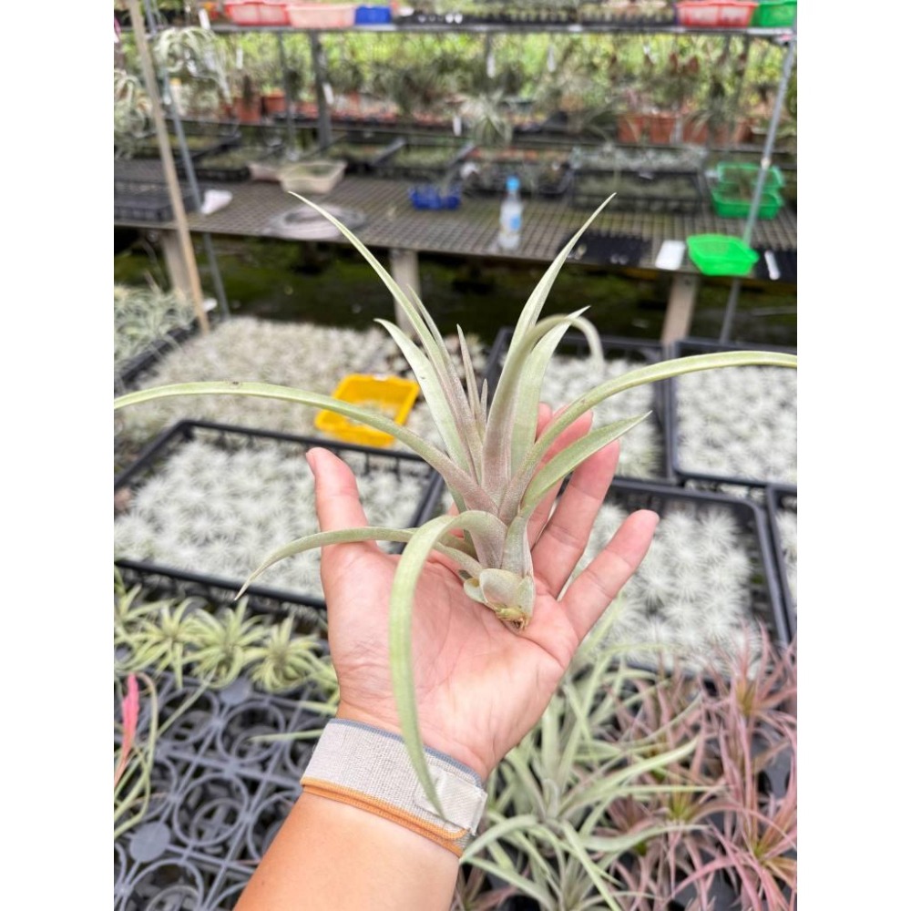 幸福貓「卡比橘x電捲」 空氣鳳梨／空鳳（新手五星推薦入門款/植物/地表最強/送禮小物/交換小物/婚禮小物）-細節圖3