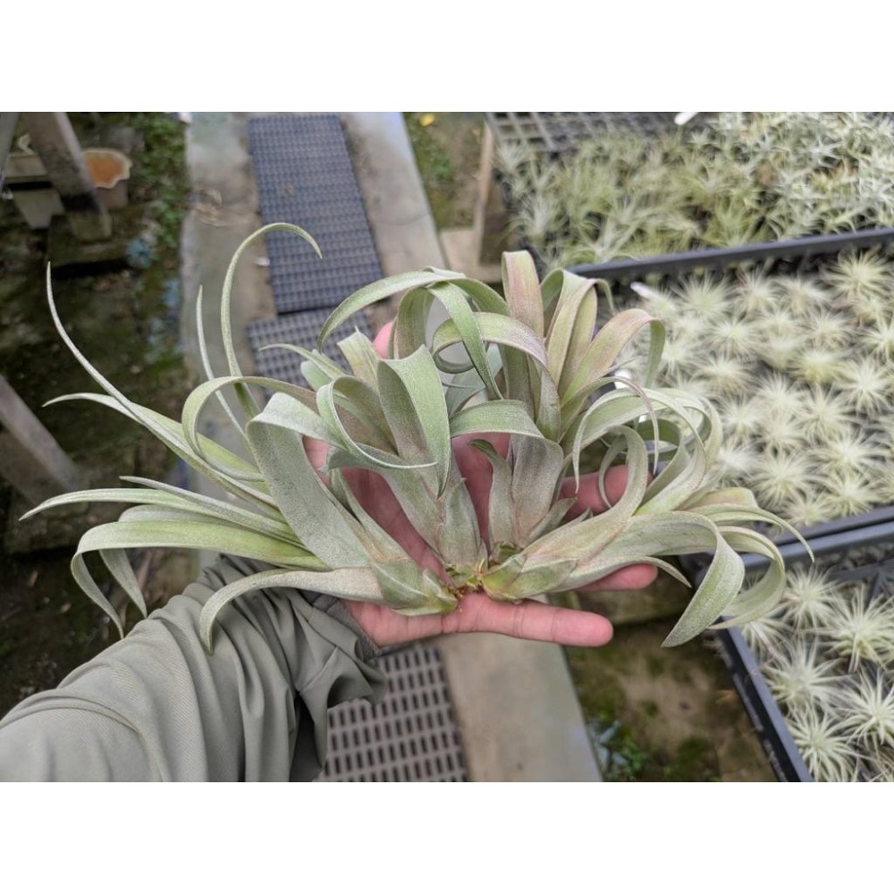 幸福貓「卡比橘x電捲」 空氣鳳梨／空鳳（新手五星推薦入門款/植物/地表最強/送禮小物/交換小物/婚禮小物）-細節圖4