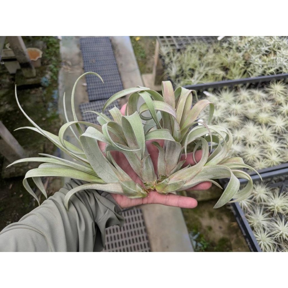 幸福貓「卡比橘x電捲」 空氣鳳梨／空鳳（新手五星推薦入門款/植物/地表最強/送禮小物/交換小物/婚禮小物）-細節圖4