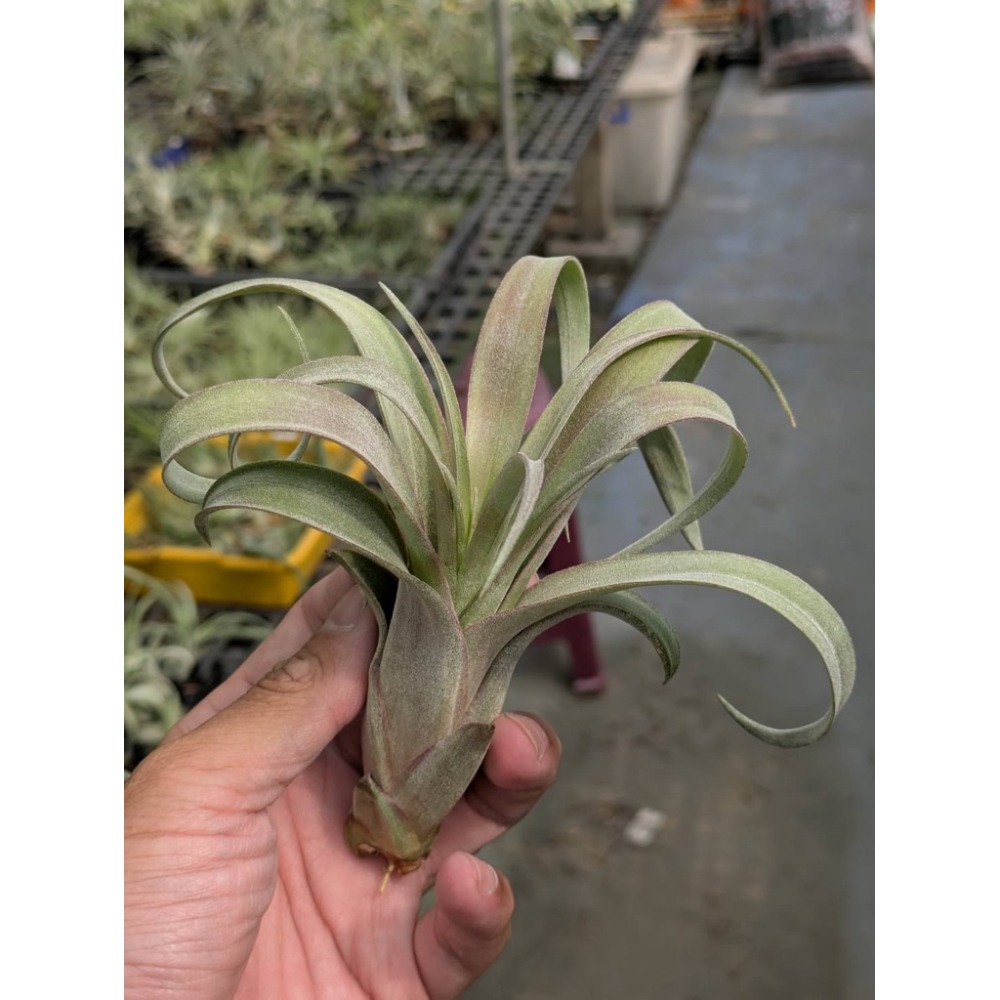 幸福貓「卡比橘x電捲」 空氣鳳梨／空鳳（新手五星推薦入門款/植物/地表最強/送禮小物/交換小物/婚禮小物）-規格圖7