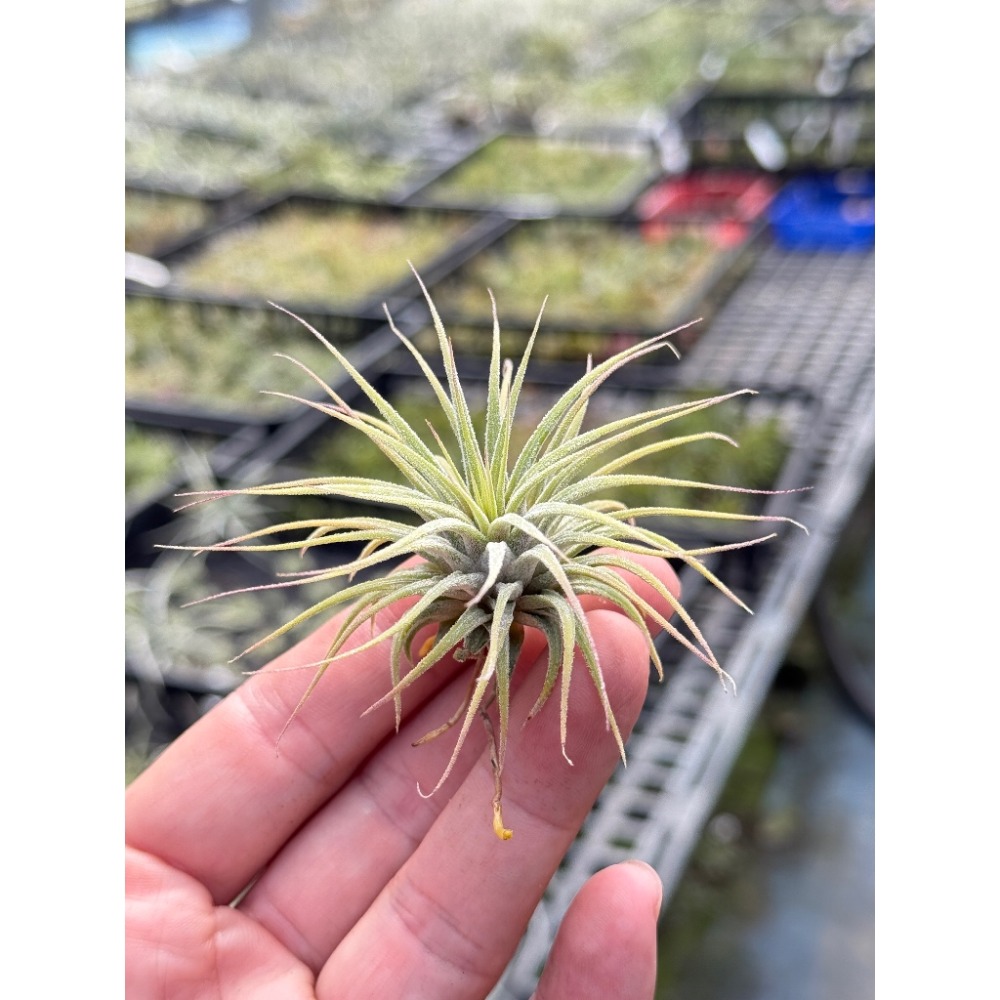 幸福貓「全紅小精靈x蜜桃」 空氣鳳梨／空鳳（新手五星推薦入門款/植物/地表最強/送禮小物/交換小物/婚禮小物）-規格圖5