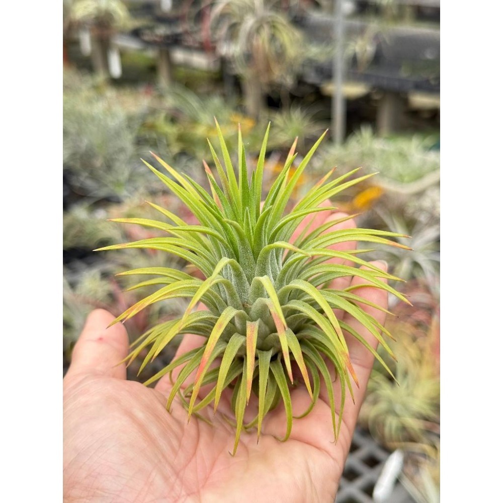 幸福貓「松果小精靈」 空氣鳳梨／空鳳（新手五星推薦入門款/植物/地表最強/送禮小物/交換小物/婚禮小物）-細節圖2