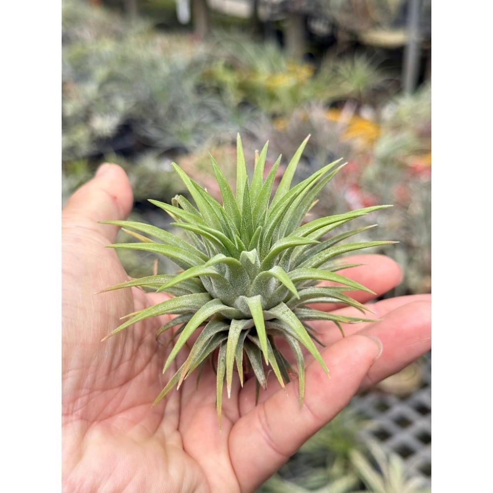 幸福貓「松果小精靈」 空氣鳳梨／空鳳（新手五星推薦入門款/植物/地表最強/送禮小物/交換小物/婚禮小物）-細節圖3