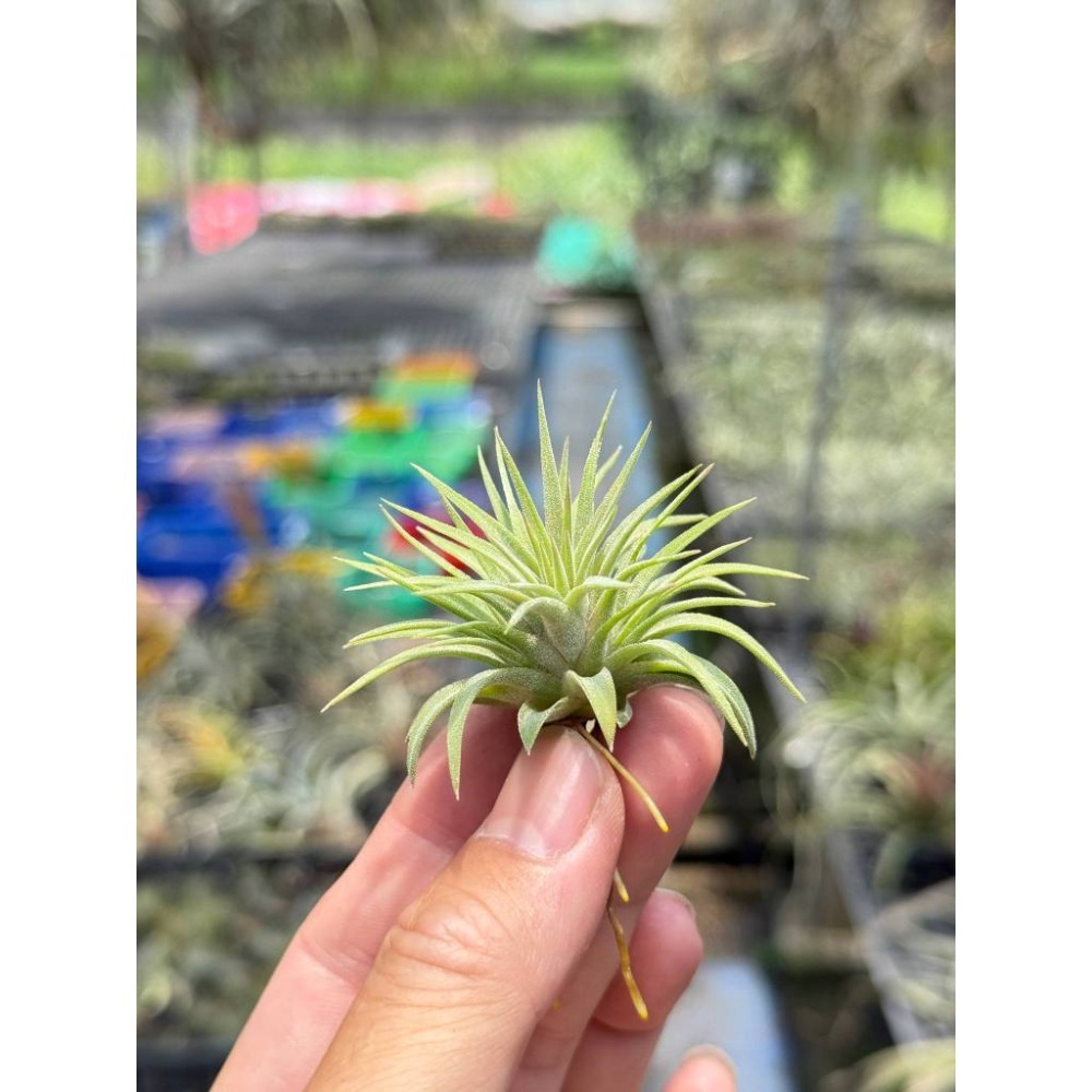 幸福貓「松果小精靈」 空氣鳳梨／空鳳（新手五星推薦入門款/植物/地表最強/送禮小物/交換小物/婚禮小物）-規格圖5