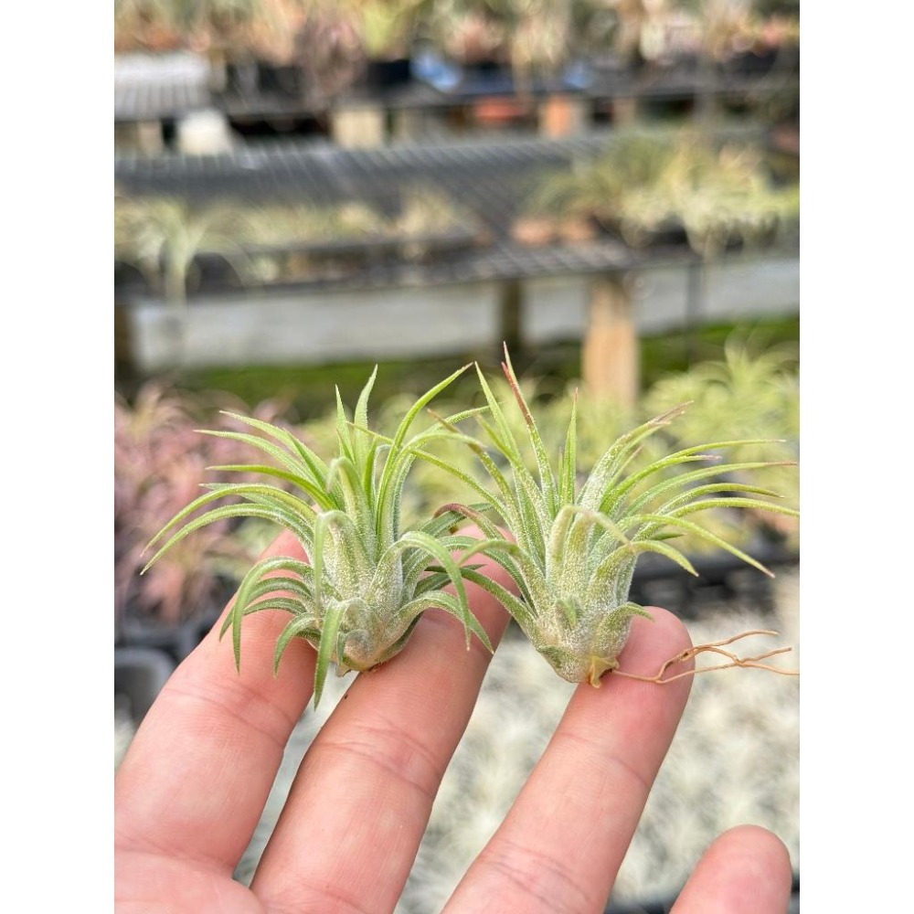 幸福貓「阿Ｖ小精靈」 空氣鳳梨／空鳳（新手五星推薦入門款/植物/地表最強/送禮小物/交換小物/婚禮小物）-細節圖3