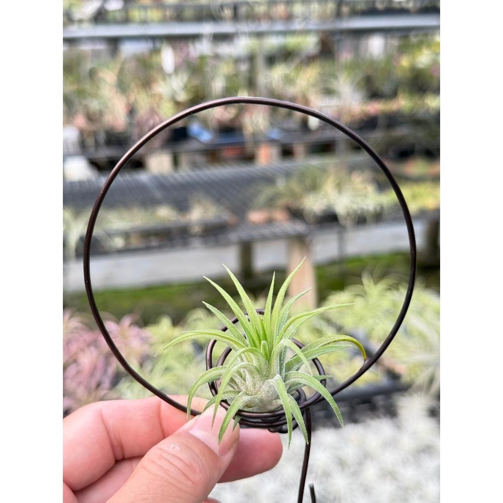 幸福貓「阿Ｖ小精靈」 空氣鳳梨／空鳳（新手五星推薦入門款/植物/地表最強/送禮小物/交換小物/婚禮小物）-細節圖4