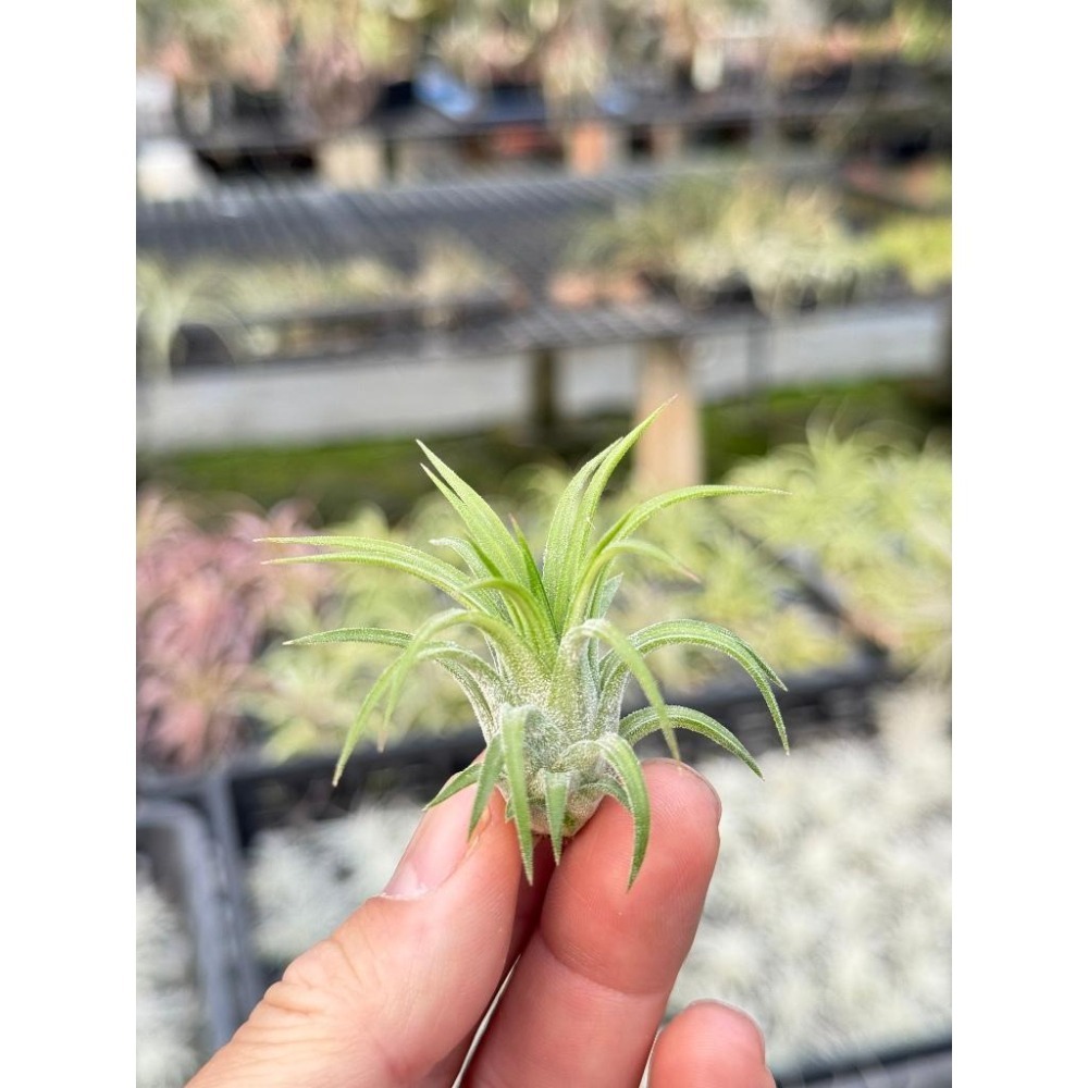 幸福貓「阿Ｖ小精靈」 空氣鳳梨／空鳳（新手五星推薦入門款/植物/地表最強/送禮小物/交換小物/婚禮小物）-細節圖2