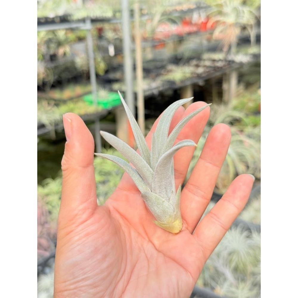 幸福貓「哈里斯」 空氣鳳梨／空鳳（新手五星推薦入門款/植物/地表最強/送禮小物/交換小物/婚禮小物）-細節圖2