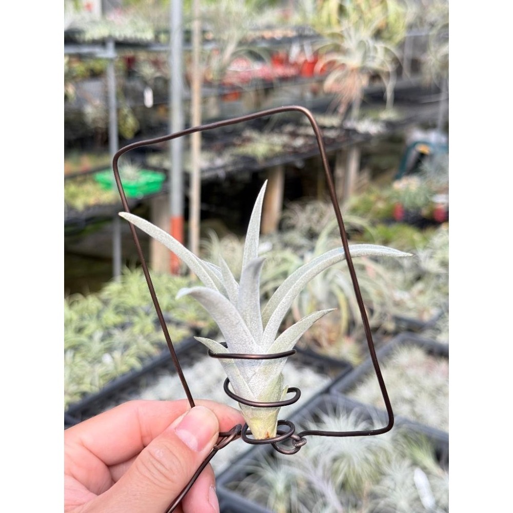 幸福貓「哈里斯」 空氣鳳梨／空鳳（新手五星推薦入門款/植物/地表最強/送禮小物/交換小物/婚禮小物）-細節圖3