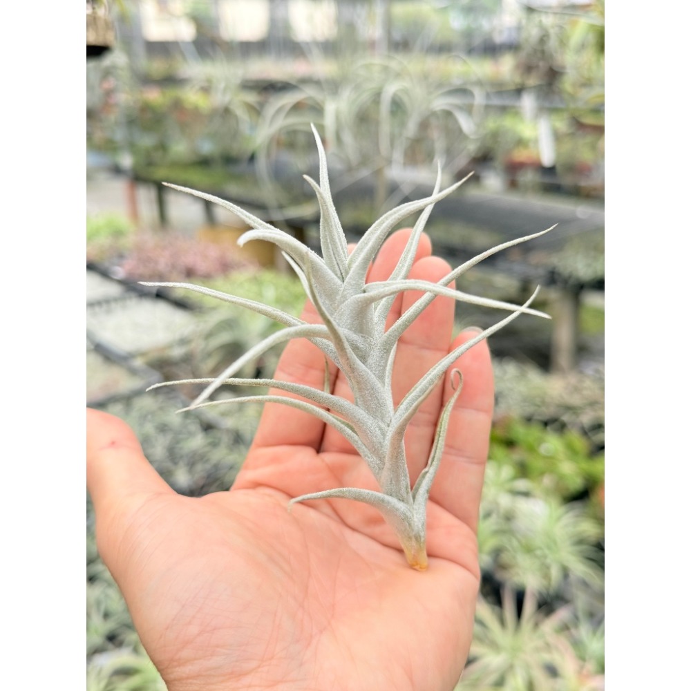 幸福貓「子蛋變異」 空氣鳳梨／空鳳（新手五星推薦入門款/植物/地表最強/送禮小物/交換小物/婚禮小物）-規格圖4