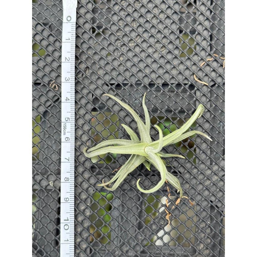幸福貓「萊亨巴萊」 空氣鳳梨／空鳳（新手五星推薦入門款/植物/地表最強/送禮小物/交換小物/婚禮小物）-細節圖3