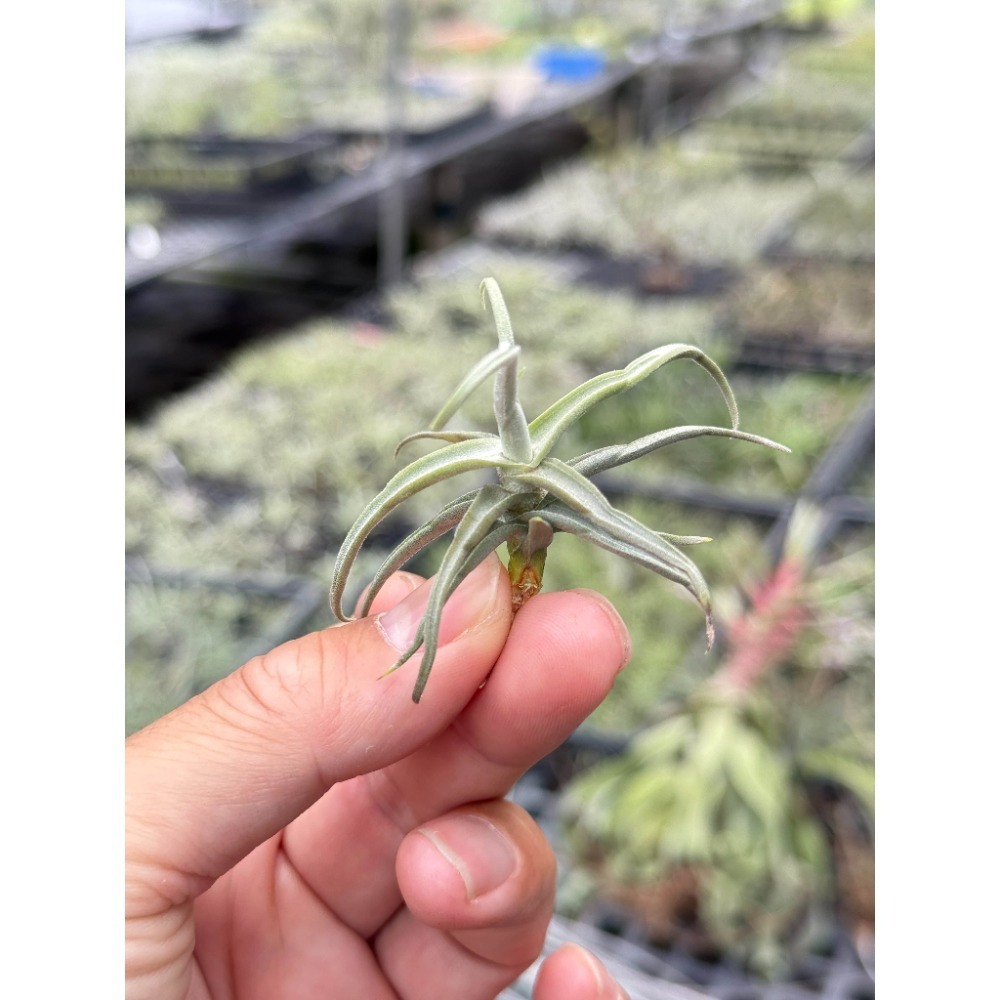 幸福貓「萊亨巴萊」 空氣鳳梨／空鳳（新手五星推薦入門款/植物/地表最強/送禮小物/交換小物/婚禮小物）-規格圖5