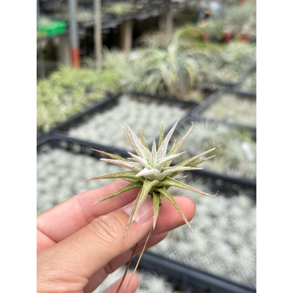 幸福貓「長莖小精靈」 空氣鳳梨／空鳳（新手五星推薦入門款/植物/地表最強/送禮小物/交換小物/婚禮小物）-細節圖2