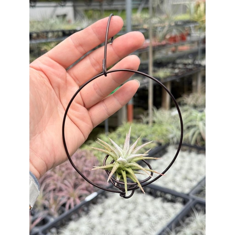 幸福貓「長莖小精靈」 空氣鳳梨／空鳳（新手五星推薦入門款/植物/地表最強/送禮小物/交換小物/婚禮小物）-細節圖3