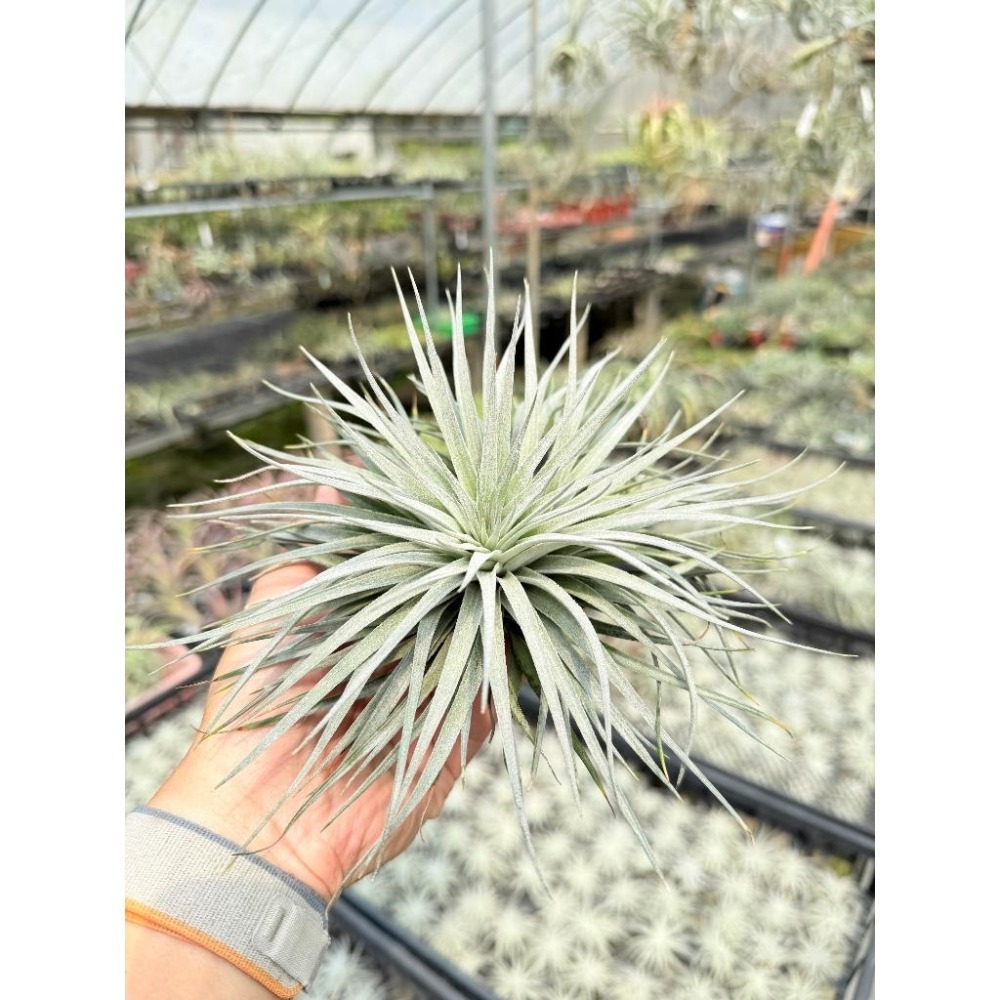 幸福貓「棉花糖」 空氣鳳梨／空鳳（新手五星推薦入門款/植物/地表最強/送禮小物/交換小物/婚禮小物）-細節圖2