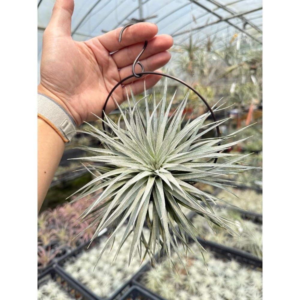 幸福貓「棉花糖」 空氣鳳梨／空鳳（新手五星推薦入門款/植物/地表最強/送禮小物/交換小物/婚禮小物）-細節圖3