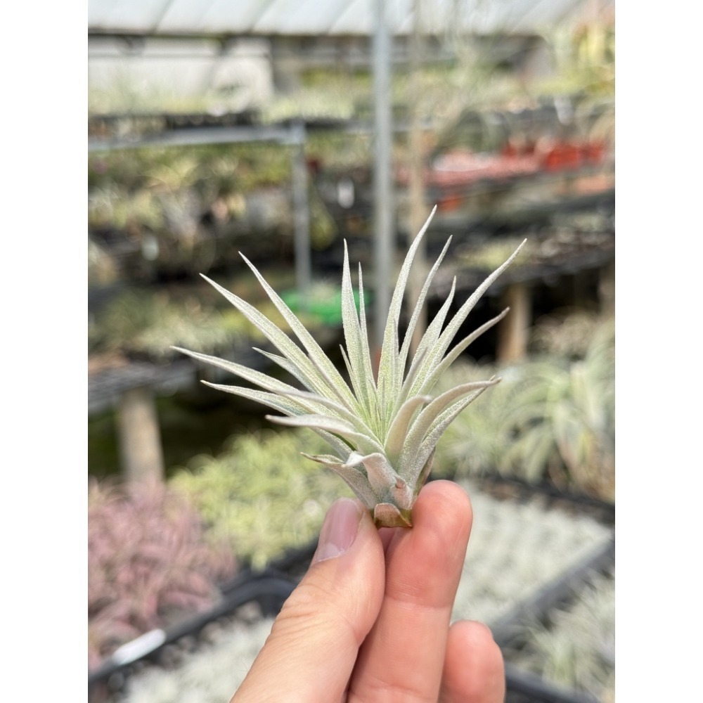 幸福貓「棉花糖」 空氣鳳梨／空鳳（新手五星推薦入門款/植物/地表最強/送禮小物/交換小物/婚禮小物）-規格圖5