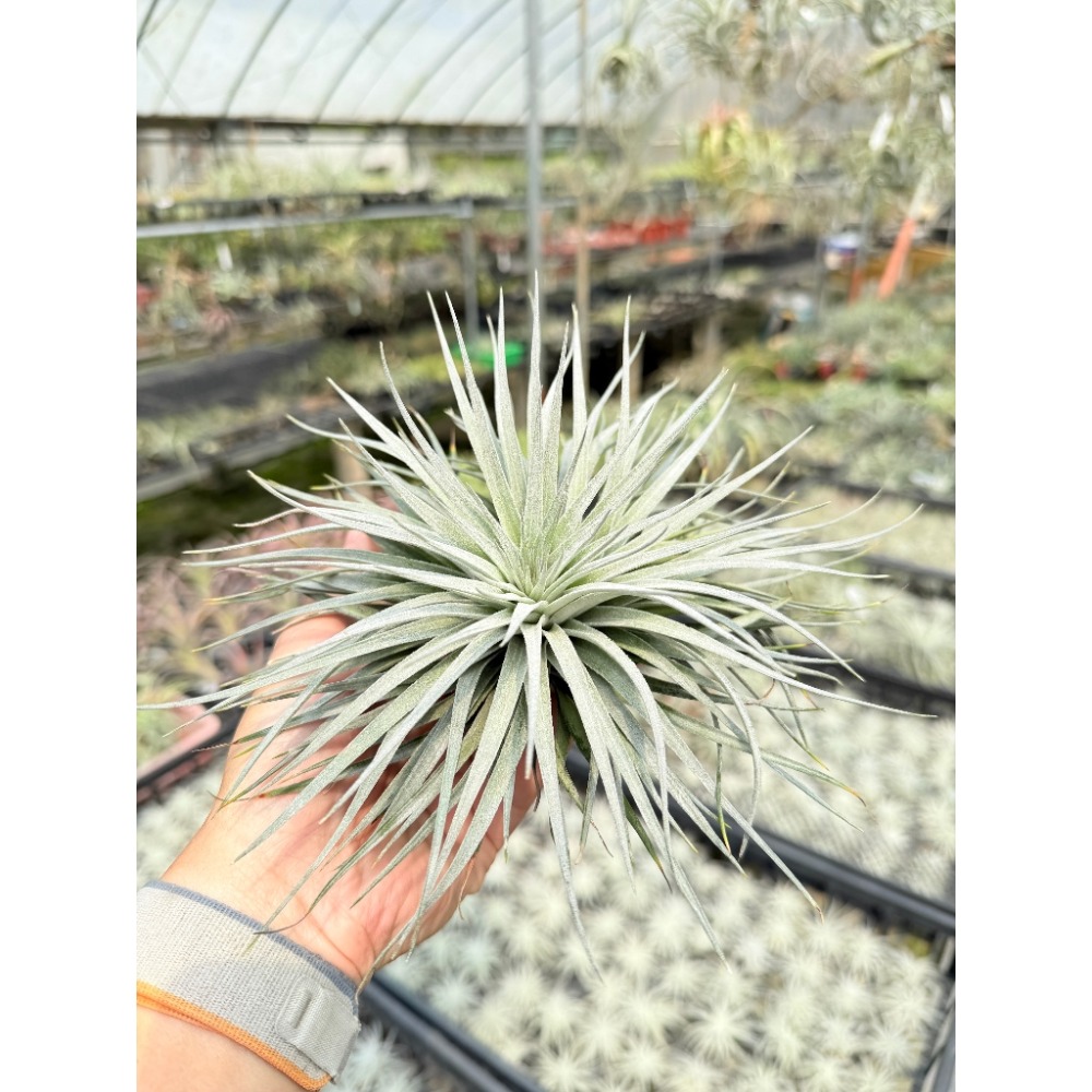 幸福貓「棉花糖」 空氣鳳梨／空鳳（新手五星推薦入門款/植物/地表最強/送禮小物/交換小物/婚禮小物）-規格圖5