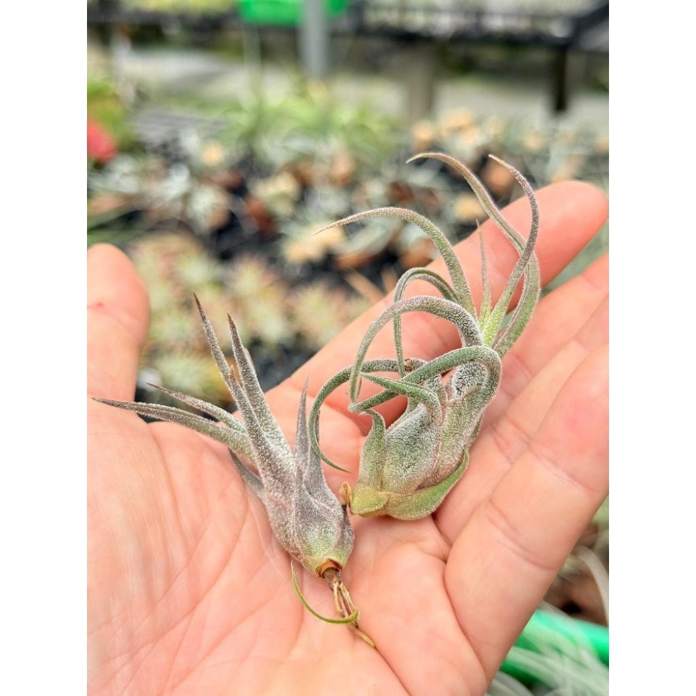 幸福貓「紅小犀牛」 空氣鳳梨／空鳳（新手五星推薦入門款/植物/地表最強/送禮小物/交換小物/婚禮小物）-細節圖2