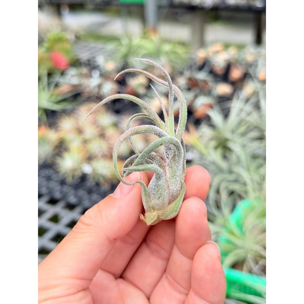 幸福貓「紅小犀牛」 空氣鳳梨／空鳳（新手五星推薦入門款/植物/地表最強/送禮小物/交換小物/婚禮小物）-細節圖3