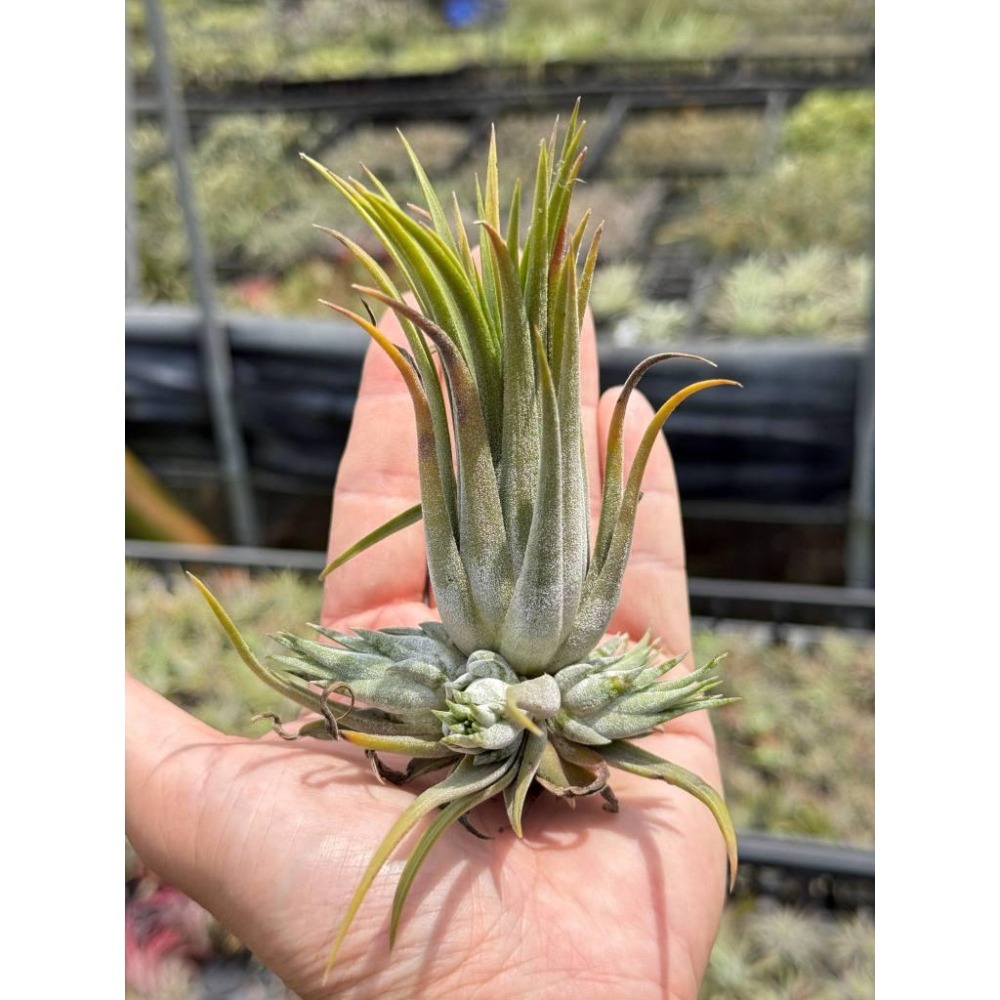 幸福貓「大男孩」 空氣鳳梨／空鳳（新手五星推薦入門款/植物/地表最強/送禮小物/交換小物/婚禮小物）-細節圖2