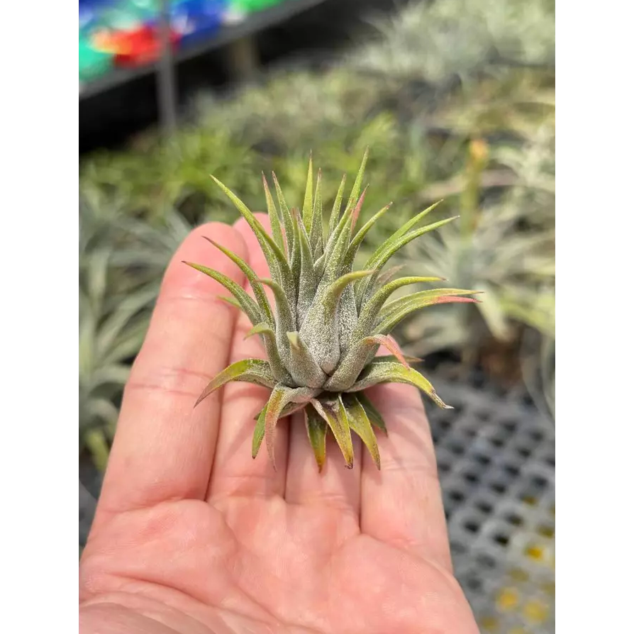 幸福貓「大男孩」 空氣鳳梨／空鳳（新手五星推薦入門款/植物/地表最強/送禮小物/交換小物/婚禮小物）-規格圖4