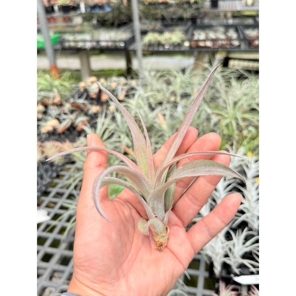 幸福貓「高原x女王頭」 空氣鳳梨／空鳳（新手五星推薦入門款/植物/地表最強/送禮小物/交換小物/婚禮小物）-規格圖4