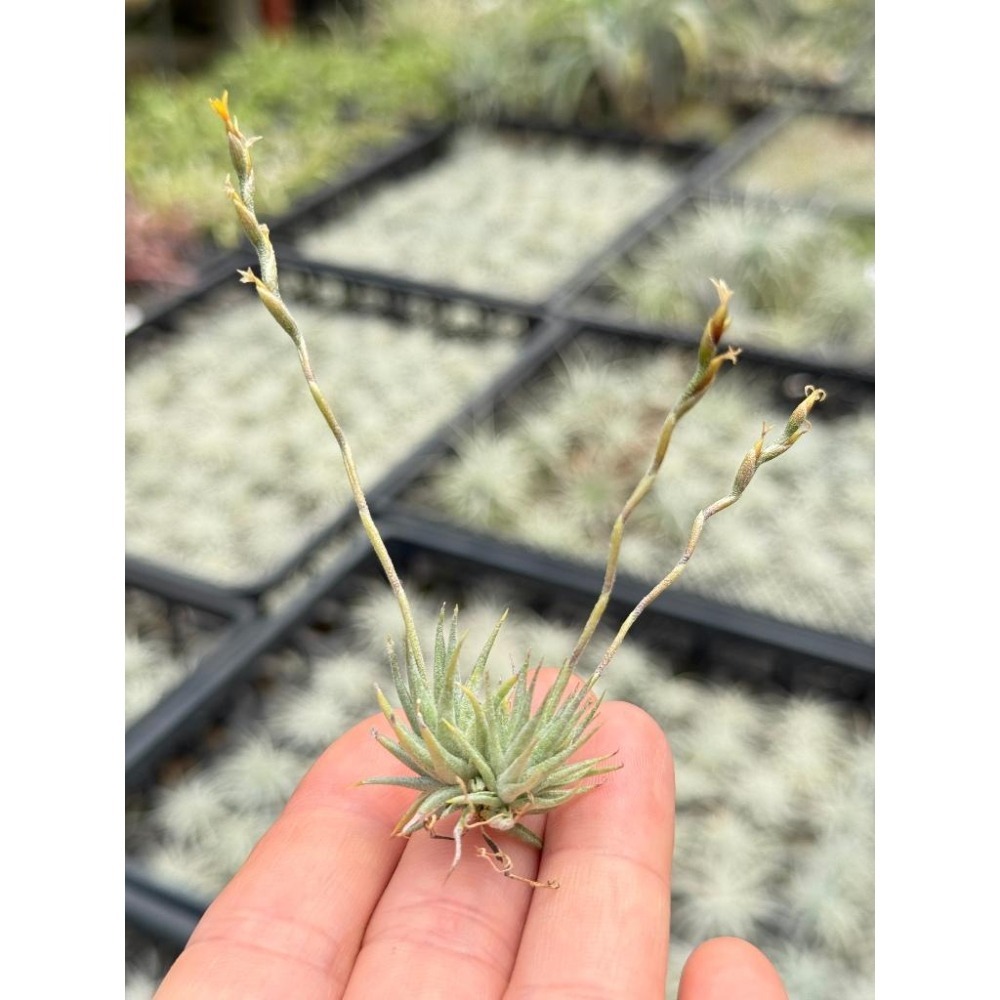 幸福貓「蘿莉」 空氣鳳梨／空鳳（新手五星推薦入門款/植物/地表最強/送禮小物/交換小物/婚禮小物）-細節圖2