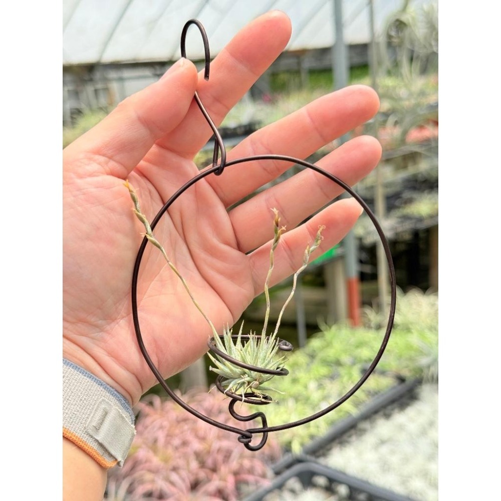 幸福貓「蘿莉」 空氣鳳梨／空鳳（新手五星推薦入門款/植物/地表最強/送禮小物/交換小物/婚禮小物）-細節圖3