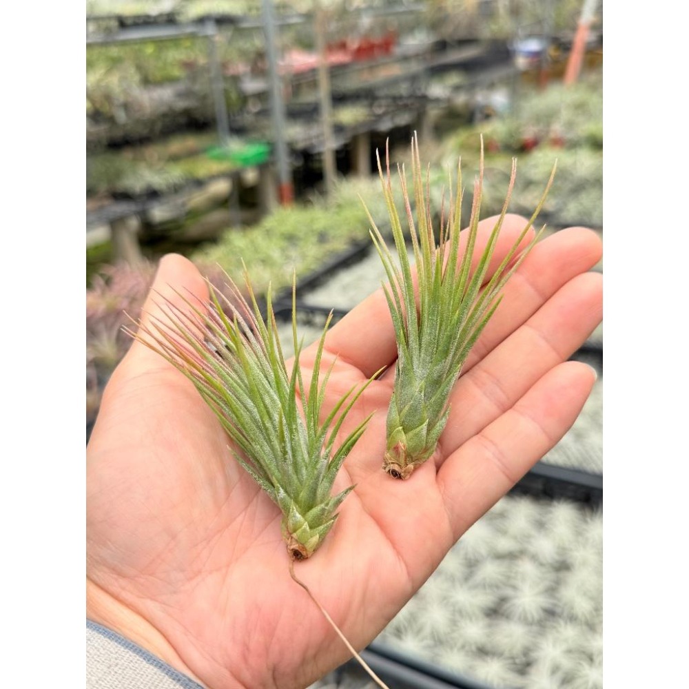 幸福貓「小狐尾x小精靈」 空氣鳳梨／空鳳（新手五星推薦入門款/植物/地表最強/送禮小物/交換小物/婚禮小物）-細節圖2