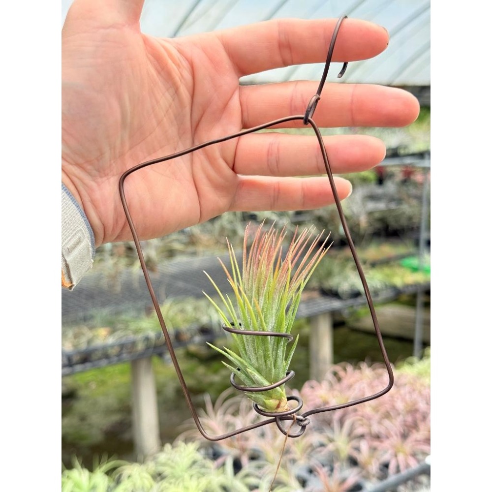 幸福貓「小狐尾x小精靈」 空氣鳳梨／空鳳（新手五星推薦入門款/植物/地表最強/送禮小物/交換小物/婚禮小物）-細節圖3
